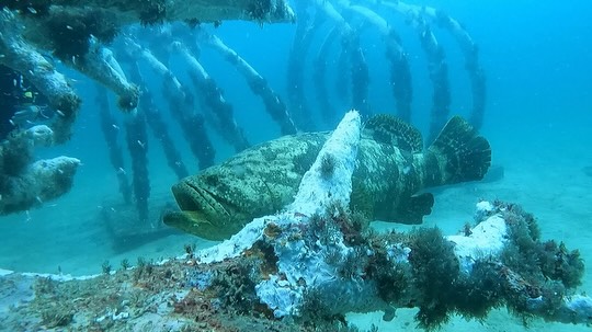 The Underwater Museum of Art (UMA)