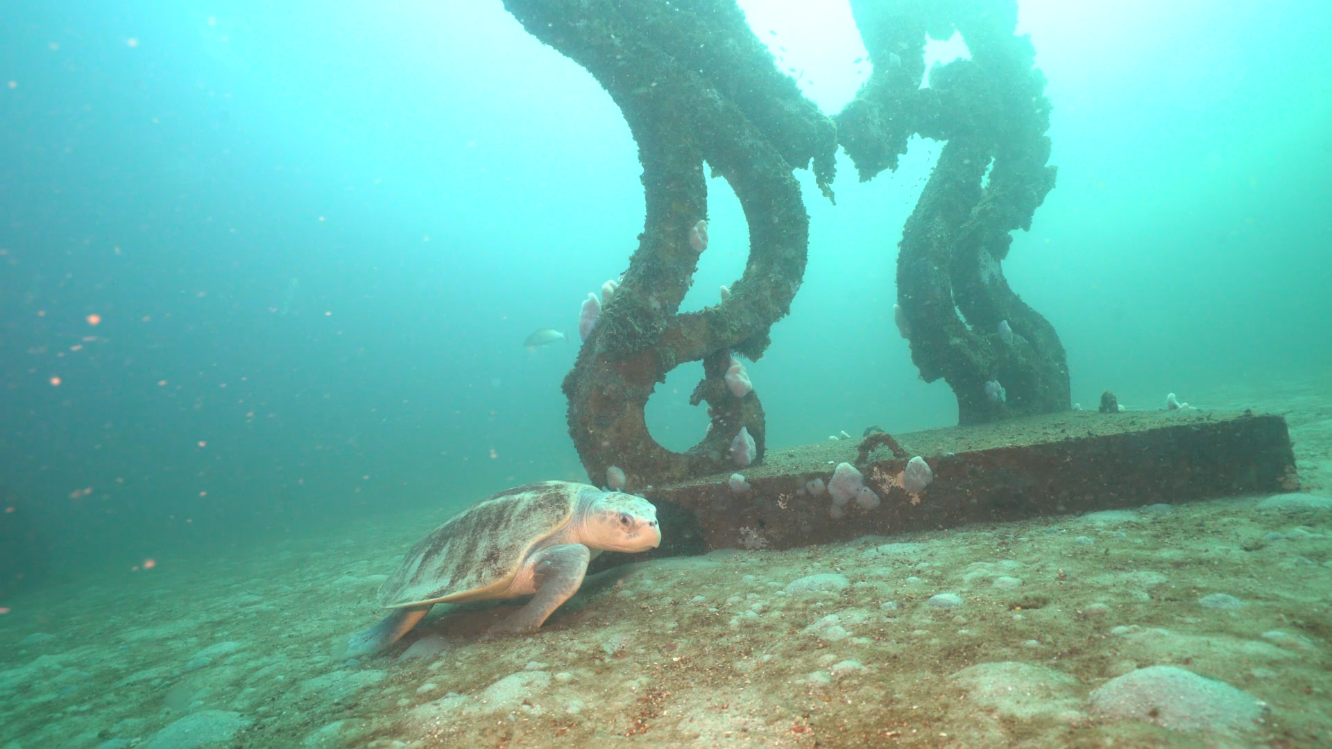 The Underwater Museum of Art (UMA)