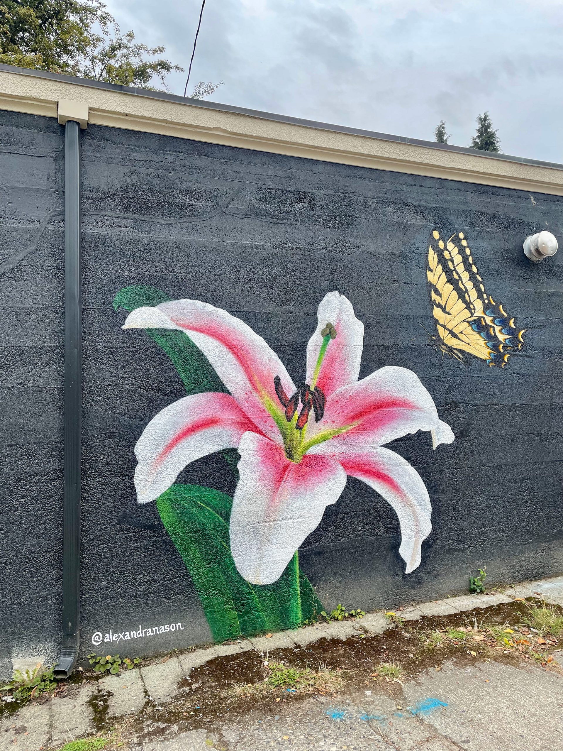 Stargazer Lily